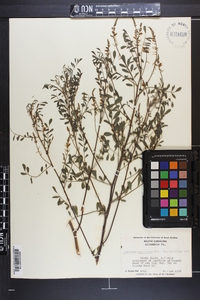 Indigofera caroliniana image