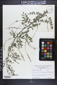 Indigofera caroliniana image