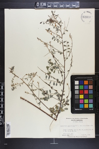 Indigofera caroliniana image