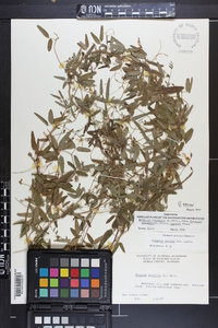 Galactia macreei image