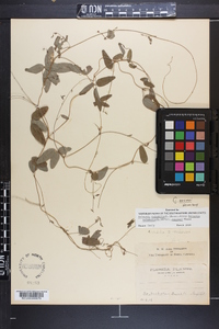 Galactia macreei image
