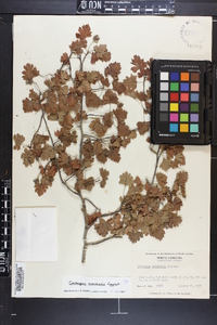 Crataegus marshallii image