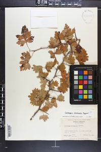 Crataegus marshallii image