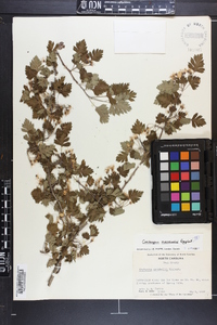 Crataegus marshallii image