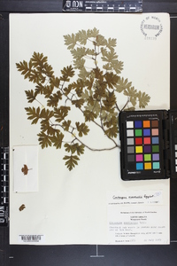 Crataegus marshallii image