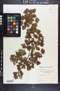 Crataegus marshallii image