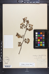 Crataegus marshallii image