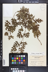 Crataegus marshallii image