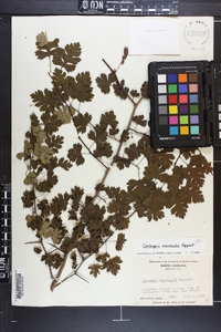 Crataegus marshallii image