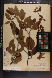 Malus angustifolia image