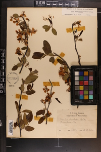 Malus angustifolia image