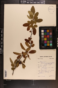 Malus angustifolia image