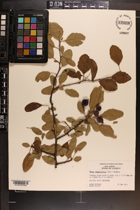 Malus angustifolia image