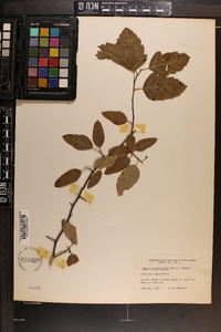 Malus angustifolia image