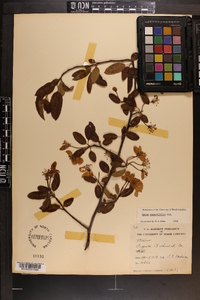 Malus angustifolia image