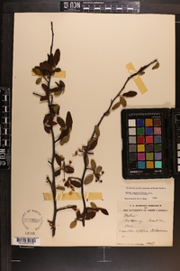 Malus angustifolia image