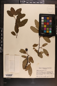 Malus angustifolia image