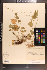 Mitella diphylla image
