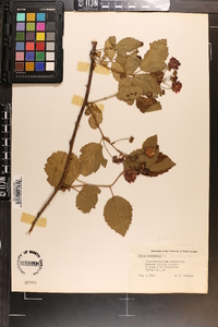 Rubus canadensis image