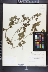 Crataegus marshallii image