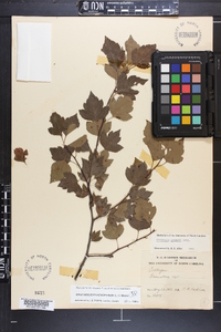 Crataegus phaenopyrum image