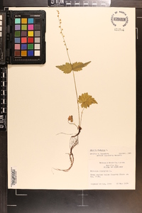 Mitella diphylla image