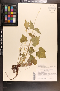 Mitella diphylla image