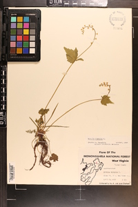 Mitella diphylla image