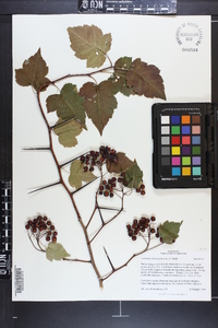 Crataegus phaenopyrum image