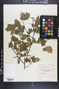 Crataegus phaenopyrum image