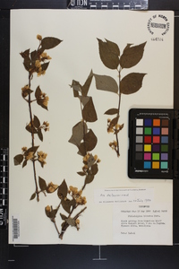 Philadelphus hirsutus image