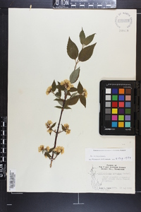 Philadelphus hirsutus image