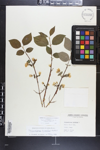 Philadelphus hirsutus image