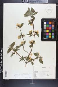 Philadelphus hirsutus image