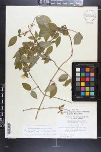 Philadelphus hirsutus image