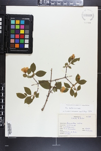 Philadelphus inodorus image