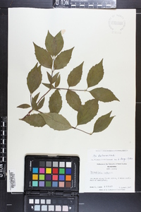 Philadelphus inodorus image