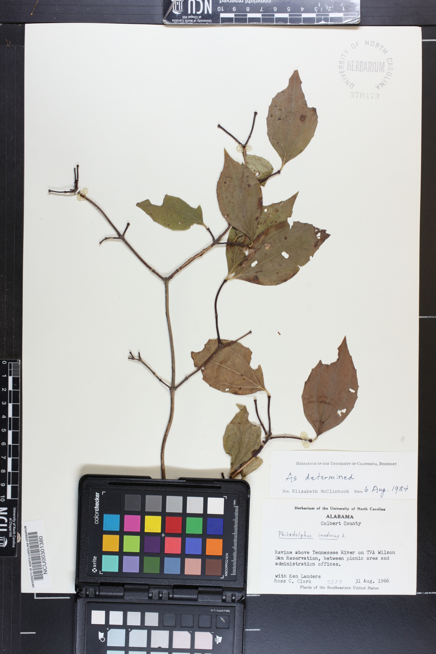 Philadelphus inodorus image