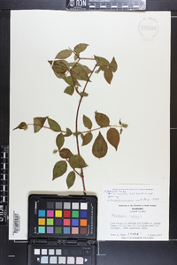 Philadelphus inodorus image