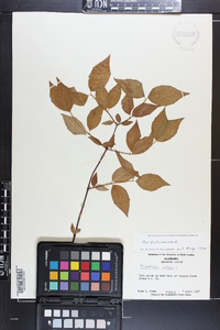 Philadelphus inodorus image