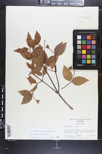 Philadelphus inodorus image