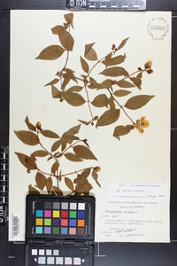 Philadelphus inodorus image