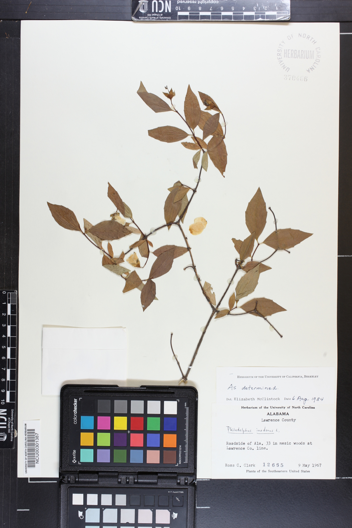 Philadelphus inodorus image