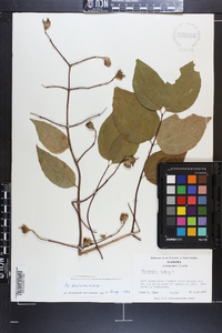 Philadelphus inodorus image