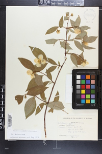 Philadelphus inodorus image