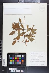 Philadelphus inodorus image