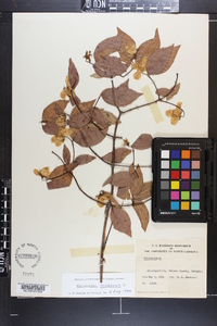 Philadelphus inodorus image