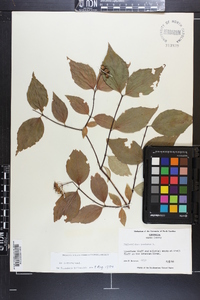 Philadelphus inodorus image