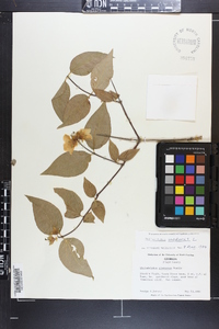 Philadelphus inodorus image