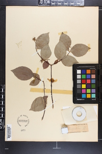 Philadelphus inodorus image